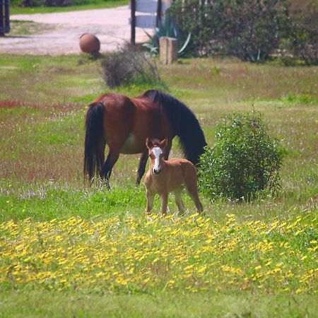 Herdade Monte Do Sol Aljezur Eksteriør bilde